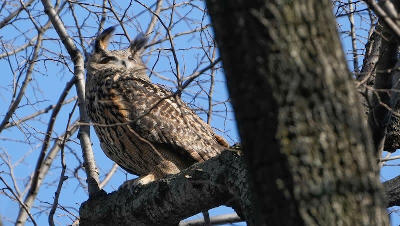 A Eurasian eagle-owl named Flaco sits in a tree in New York's Central Park, Feb. 6, 2023. Flaco, New York City’s widely-mourned celebrity owl, was suffering from a severe pigeon-borne illness and high levels of rat poison when he fatally crashed into a building last month, officials at the Bronx Zoo said on Monday, March 25, 2024.