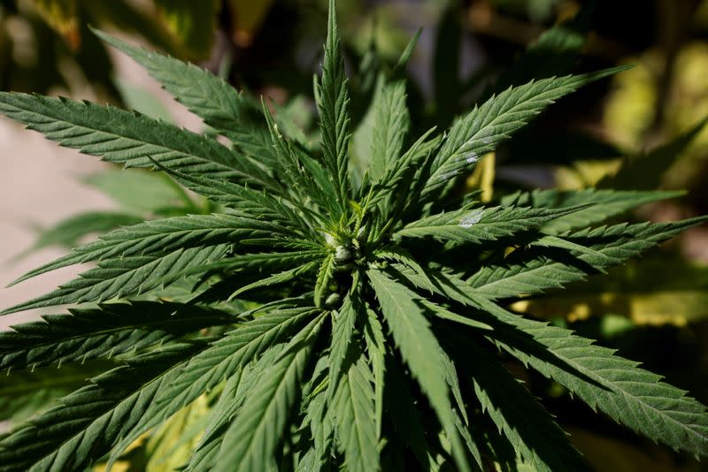 FILE PHOTO: Marijuana leaves are seen next to Mexico's Senate building at the protest cannabis garden of the Cannabico Mexican Movement