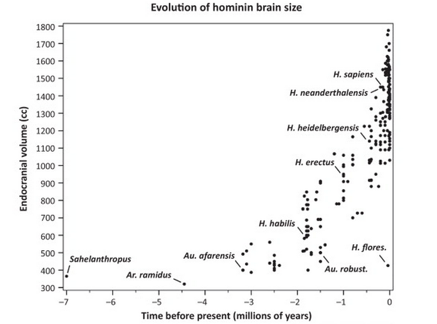 brain growth