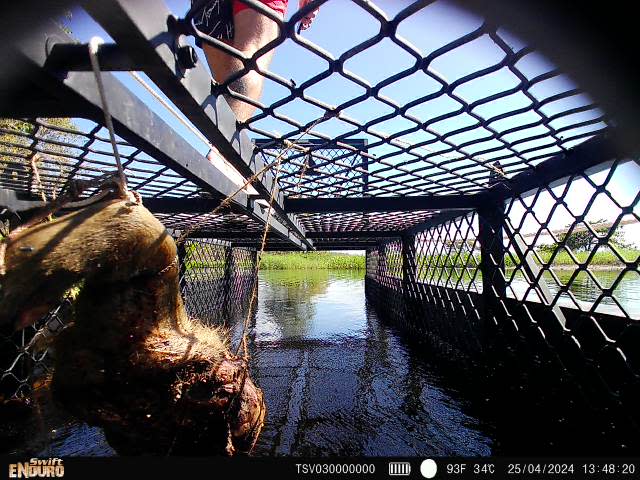 A still showing a man's legs as he walks on top of a crocodile trap in a river. It's possible to see some bait in the foreground.