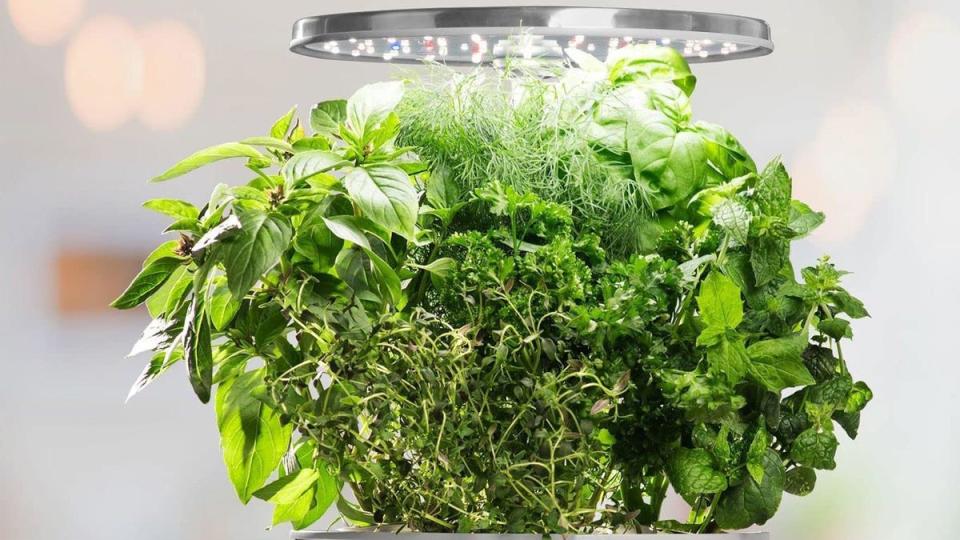 This AeroGarden indoor device lets you harvest the plants of your choice whenever you want.