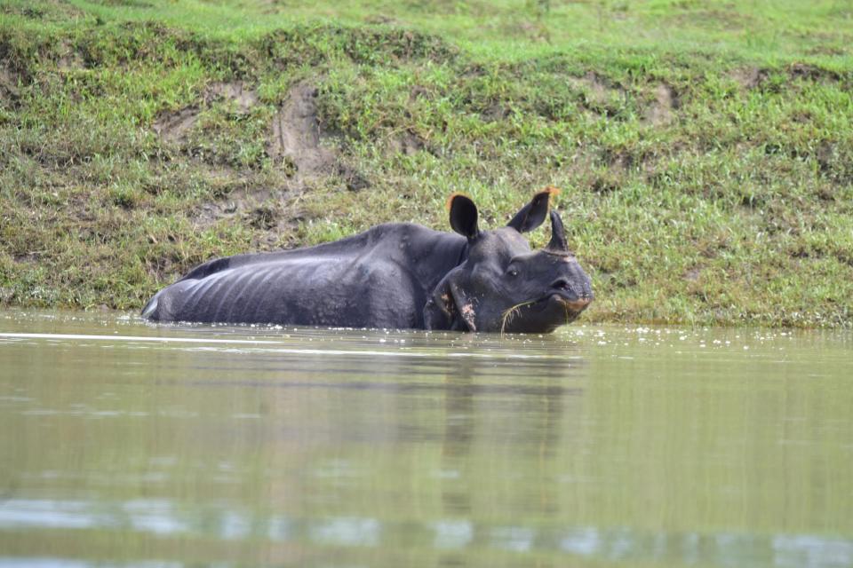 An one-horned rhino swades through flood water in Bagari Range of Kaziranga National Park in Assam. (Anuwar Ali Hazarika/Barcroft Media via Getty Images)