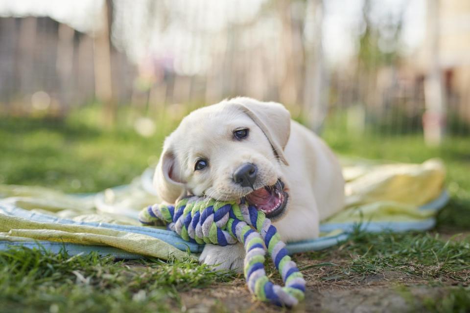 labrador puppy playing with toy outdoors, boy dog names