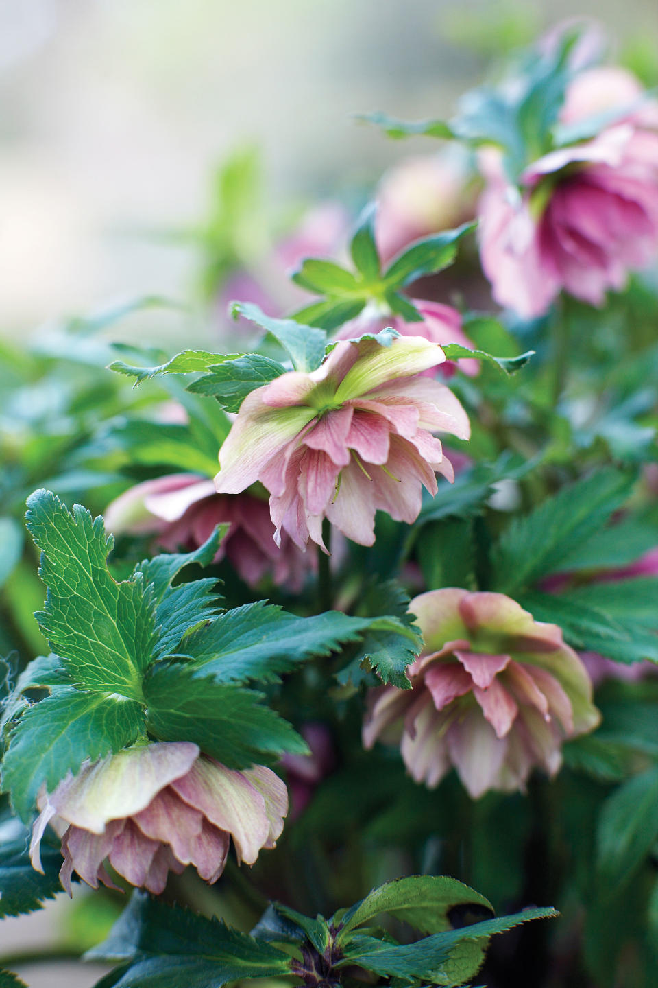 A container garden is the ultimate accessory for your porch, patio, or doorstep. These plants will keep you in style, even in the shade