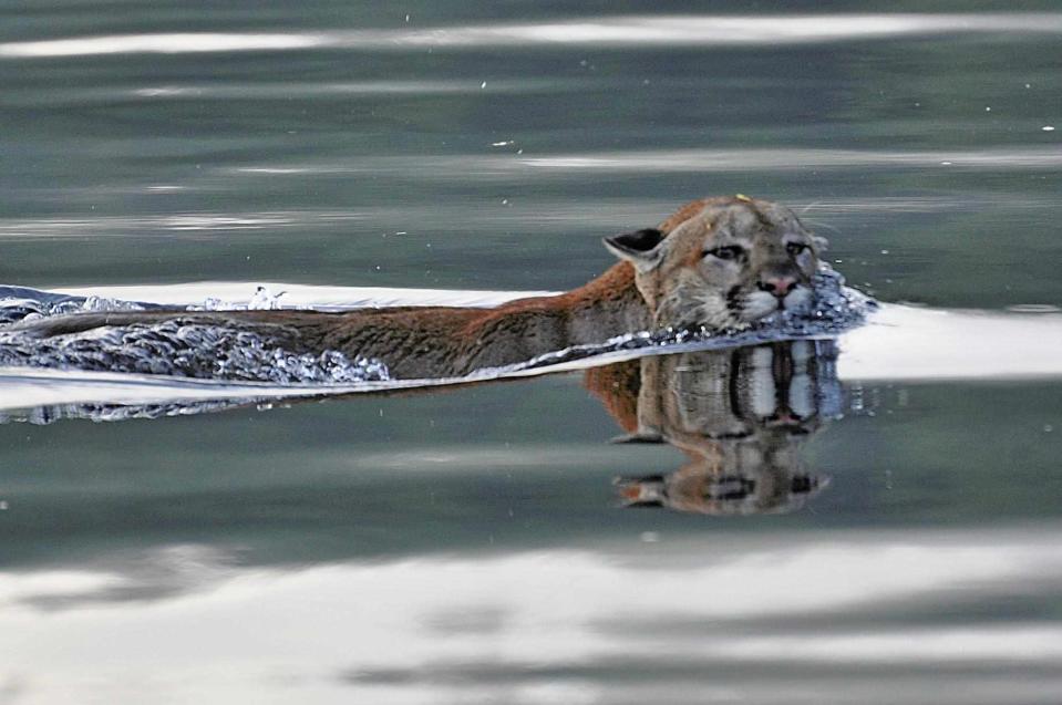 <p>Tim Melling</p> Swimming cougar in British Columbia