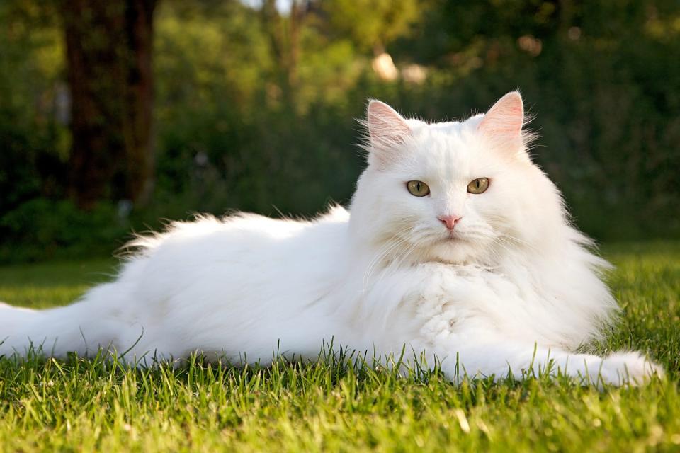 white siberian cat lying in grass