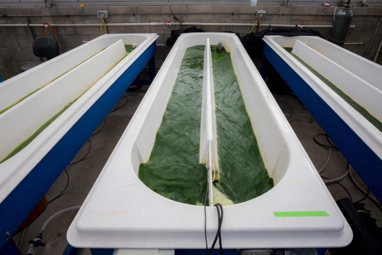 PHOTO: Algae in the process of becoming a biodegradable polymer. (Erik Jepsen/Board of Regents of the University of California)