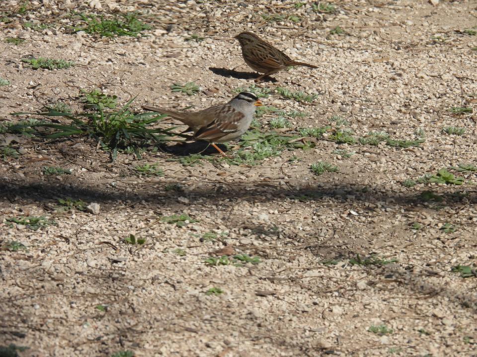 A white-crowned sparrow, foreground, and a Lincoln's sparrow go about their business in the Junction area.