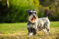 <p>The AKC reports that this dog is <a href="https://www.akc.org/dog-breeds/miniature-schnauzer/" rel="nofollow noopener" target="_blank" data-ylk="slk:the smallest of all the Schnauzers" class="link ">the smallest of all the Schnauzers</a>, at just 11 to 20 pounds. If you're looking for a tiny dog, you're best off with the Mini versus the Standard or Giant Schnauzers — the latter of which <a href="https://dogtime.com/dog-breeds/giant-schnauzer#/slide/1" rel="nofollow noopener" target="_blank" data-ylk="slk:can reach 80 pounds" class="link ">can reach 80 pounds</a>, according to Dogtime.com</p>