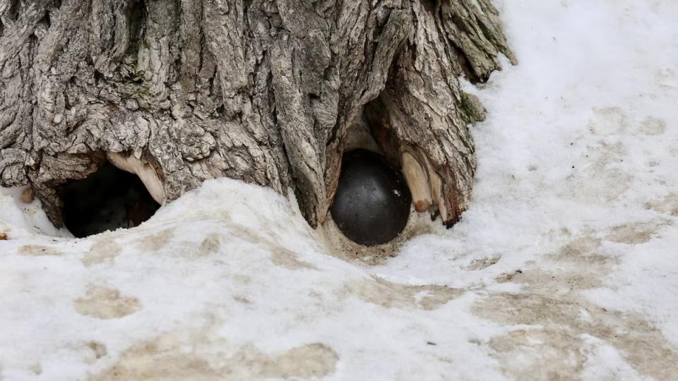 The Quebec City 'cannonball' tree was cut down in 2021.