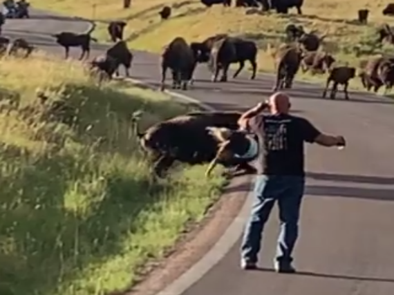 A woman being attacked by a Bison in Custer State Park in South Dakota: (Jo Reed - Facebook)