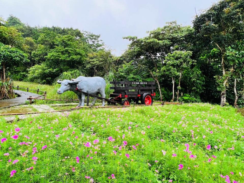 牛車花景。（北市大地處提供）