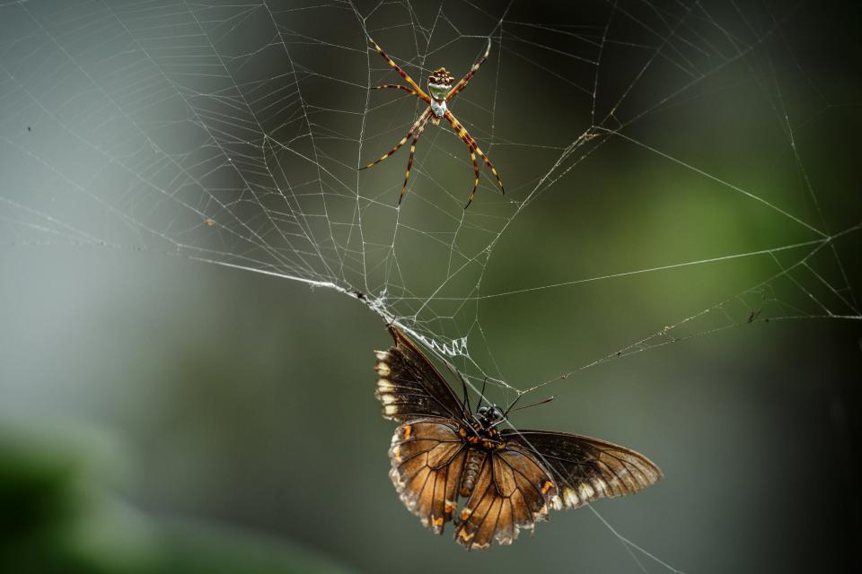 A Palamedes swallowtail struggles in the web of a silver argiope spider that was spun between the leaves of a Dracaena marginata, or Madagascar dragon tree, in the Sunset Ridge neighborhood of Lake Worth Beach on Friday, August 13, 2021.