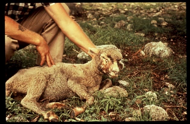 A lamb infested with screwworms.<br> (USDA)