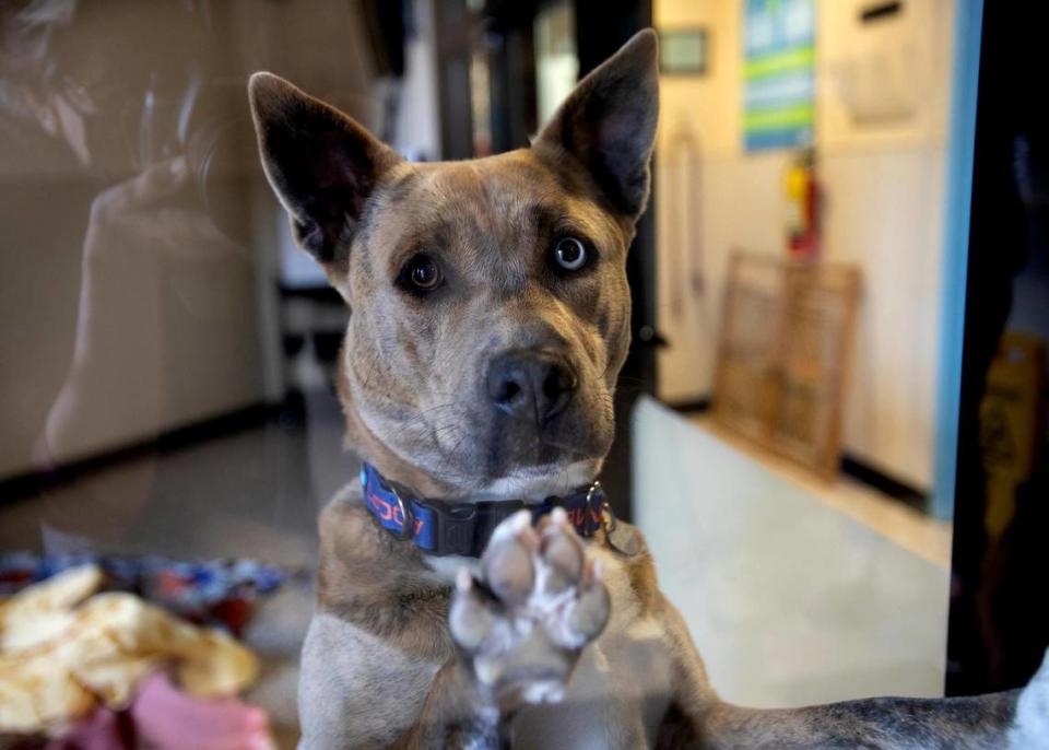 Woods Humane Society is currently maxed out in its dog kennels for the first time in quite a while. This is Schnookums, a cross between a Catahoula leopard dog and pit bull terrier.