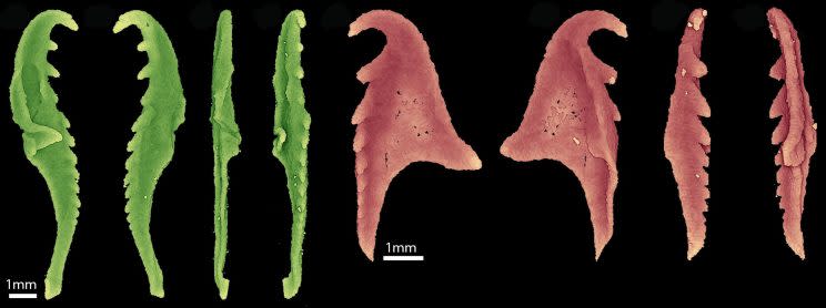 Artists impression of how the worms jaw looked [SWNS]