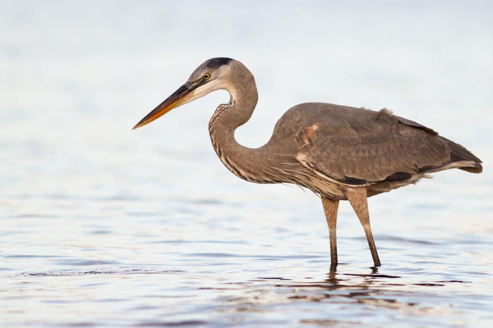 Great Blue Heron