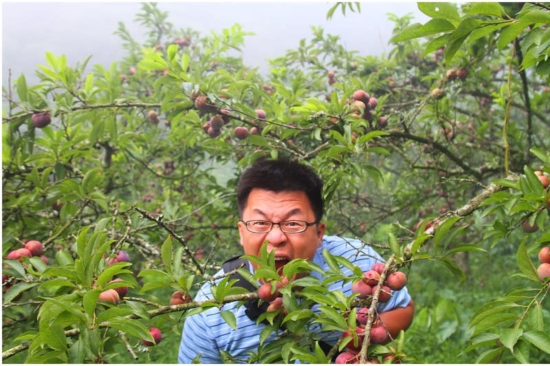 苗栗三義紅肉李