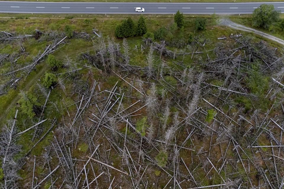 A car passes dead trees in Lower-Saxony state forests at the Harz mountains near Clausthal-Zellerfeld, Germany, Friday, July 28, 2023. The tiny insects have been causing outsized devastation to the forests in recent years, with officials grappling to get the pests under control before the spruce population is entirely decimated. (AP Photo/Matthias Schrader)