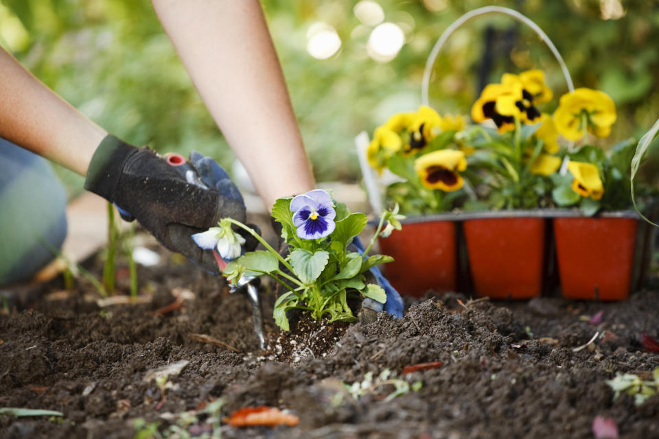 planting pansies in the ground