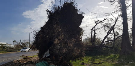 An uprooted tree is seen along a road after Super Typhoon Yutu hit Saipan, Northern Mariana Islands, U.S., October 25, 2018 in this image taken from social media. Brad Ruszala via REUTERS