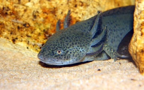 axolotls, sci-fi-worthy salamanders - Credit: getty