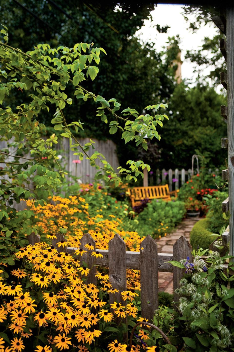 Black-eyed Susans