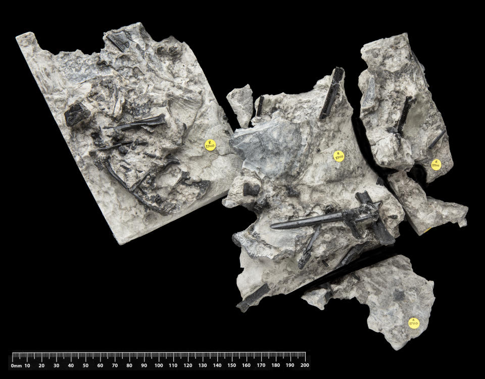 The skeleton of the new pterosaur Ceoptera evansae from the Middle Jurassic period discovered in the Isle of Skye