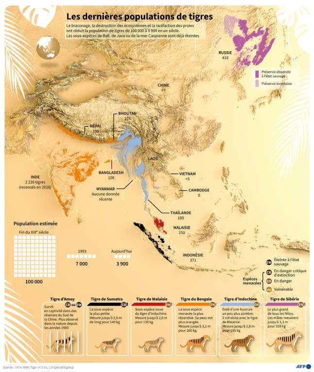 Les dernières populations de tigres (AFP/Archives - Valentin RAKOVSKY)