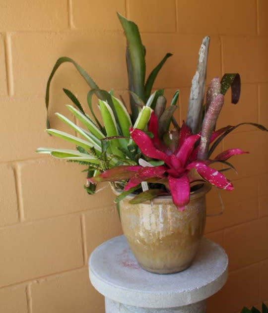 Bromeliads