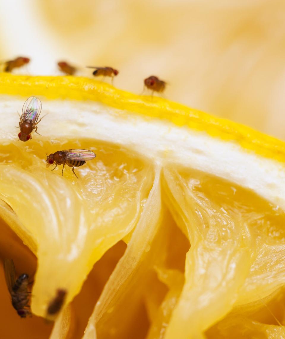 Fruit flies on a lemon