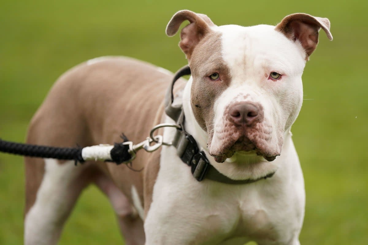 XL bully dogs were added to the list of prohibited breeds under the Dangerous Dogs Act following a spate of attacks (Jacob King/PA) (PA Wire)