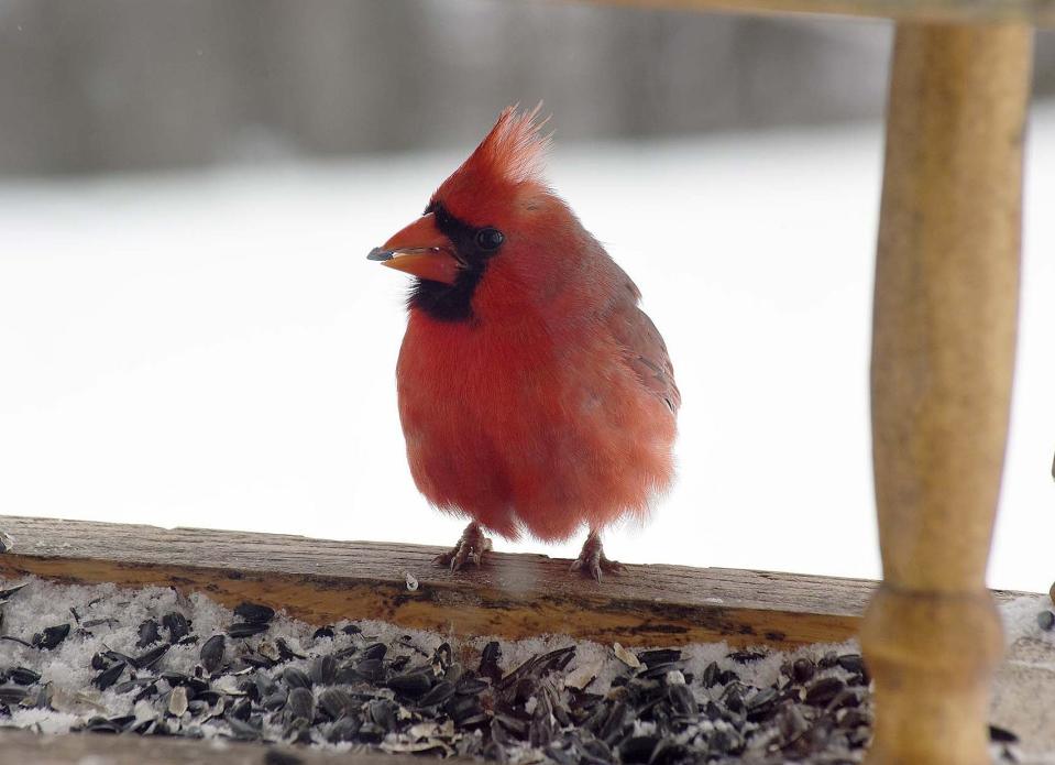 A cardinal eats sunflower seeds out of a feeder in Somerset County. The Audubon Society is looking for volunteers to participate in the Christmas Bird Count.