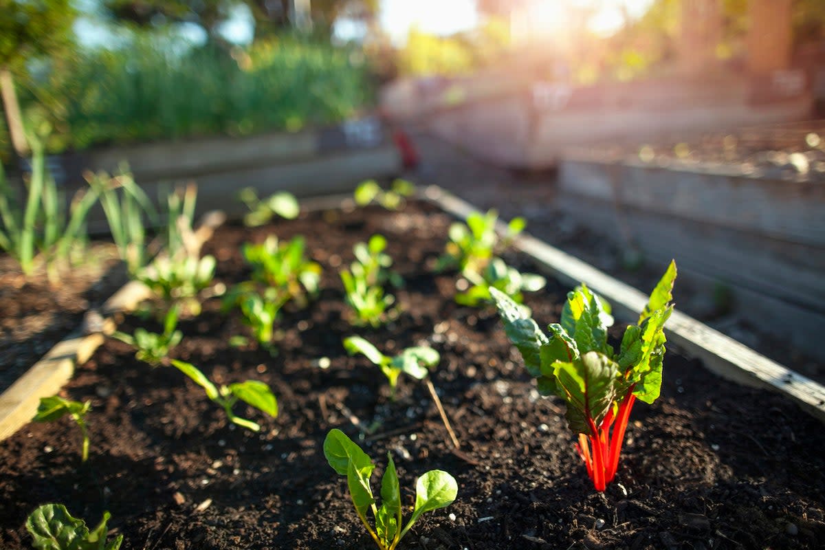 leafy fall vegetables planted in raised bed garden