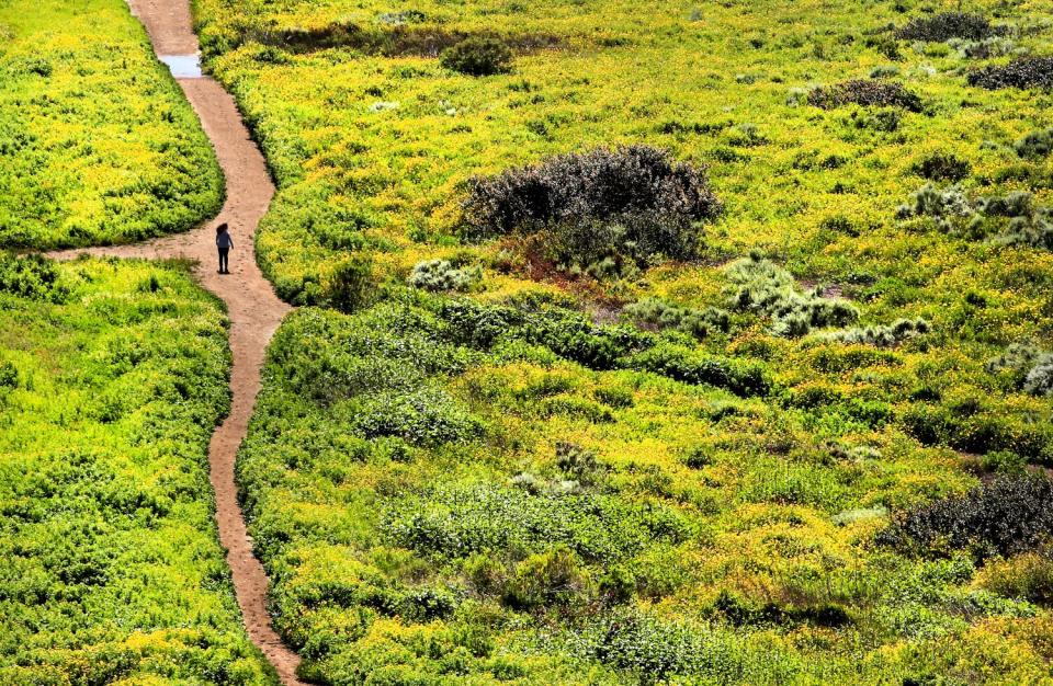 A hiker walks amid flowers in bloom on March 29 in Rancho Palos Verdes.