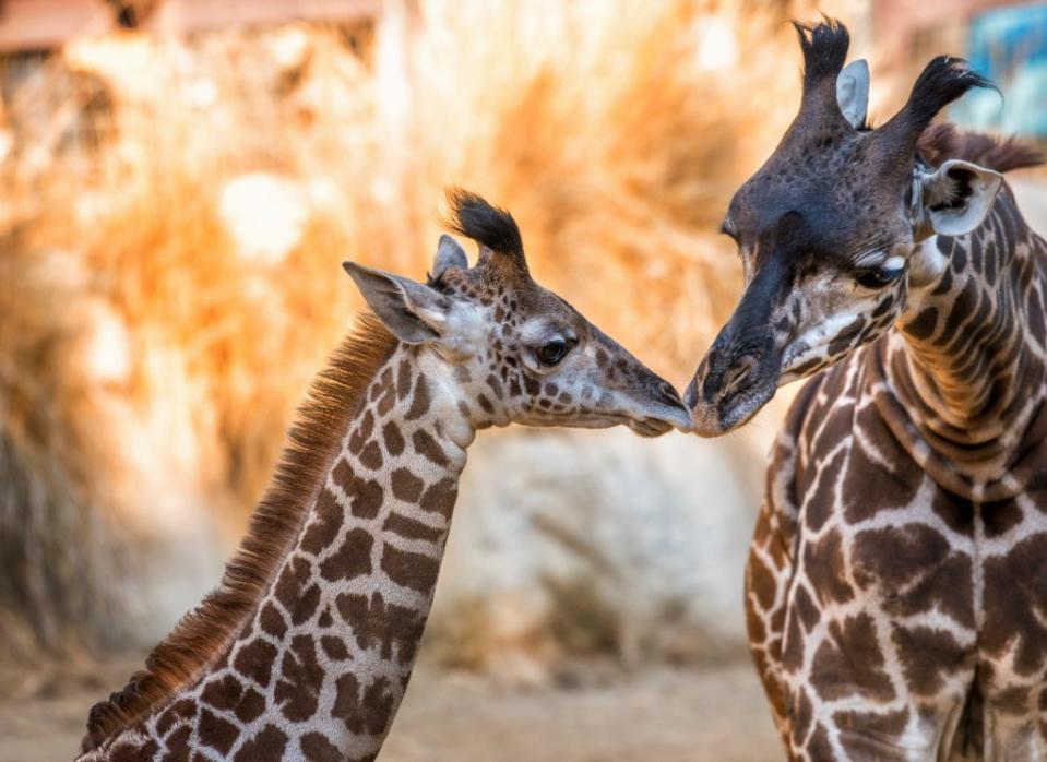 Two giraffes at Los Angeles Zoo nuzzling via Getty Images/Mint Images