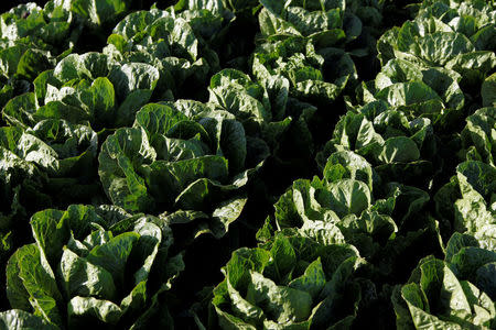 Romaine lettuce grows near Soledad, California, U.S., May 3, 2017. REUTERS/Michael Fiala