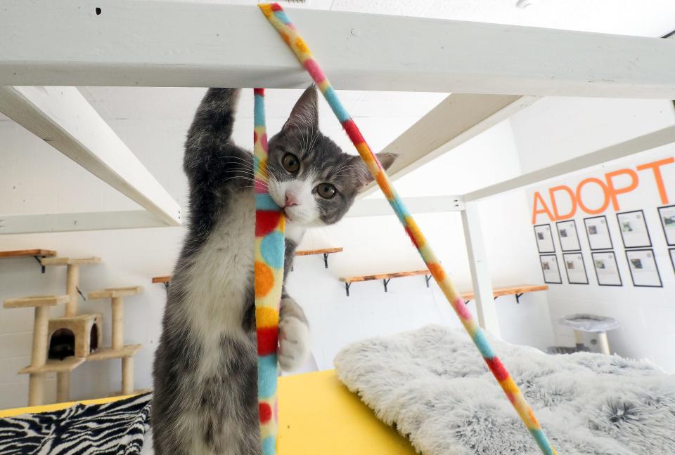 Blossom plays with one of the many cat toys at Ziggy's Cat Lounge in Bremerton on Aug. 14.