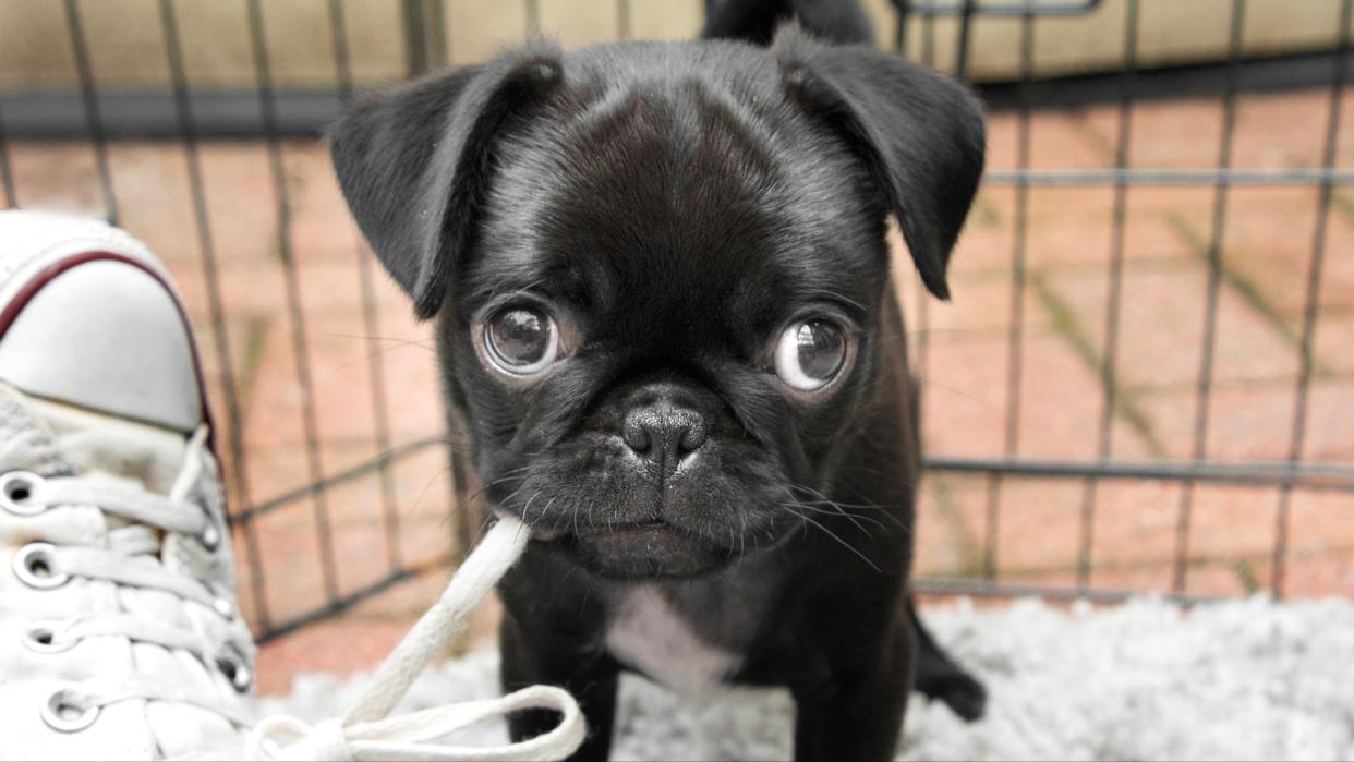  Pug puppy chewing on a shoelace. 