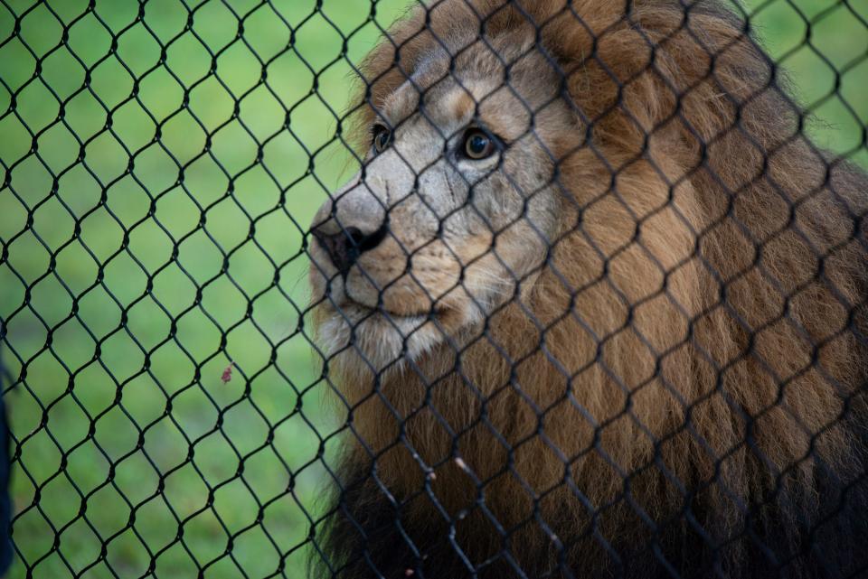 Kembe the lion looks off at the crowd watching him at the Ribbon Cutting ceremony of the new lion enclosure at the Potawatomi Zoo in South Bend, on June 29, 2023.