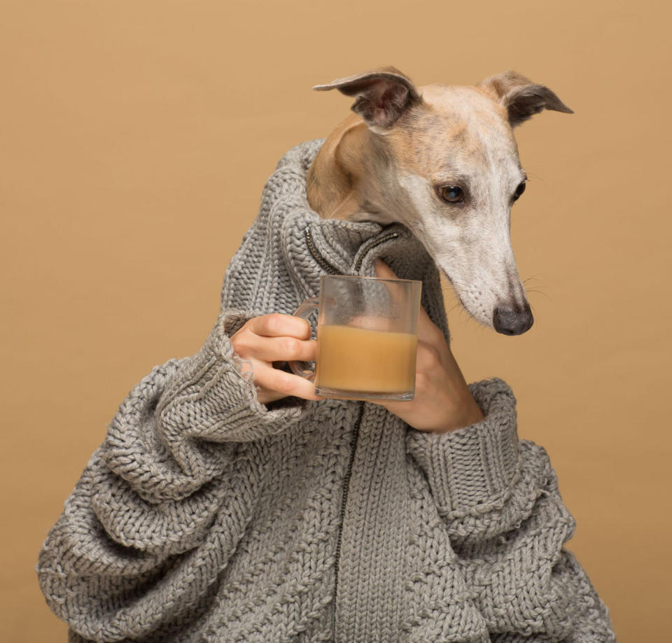 Clemence the dog poses for a Rooffee ad. (Photo: Rooffee)
