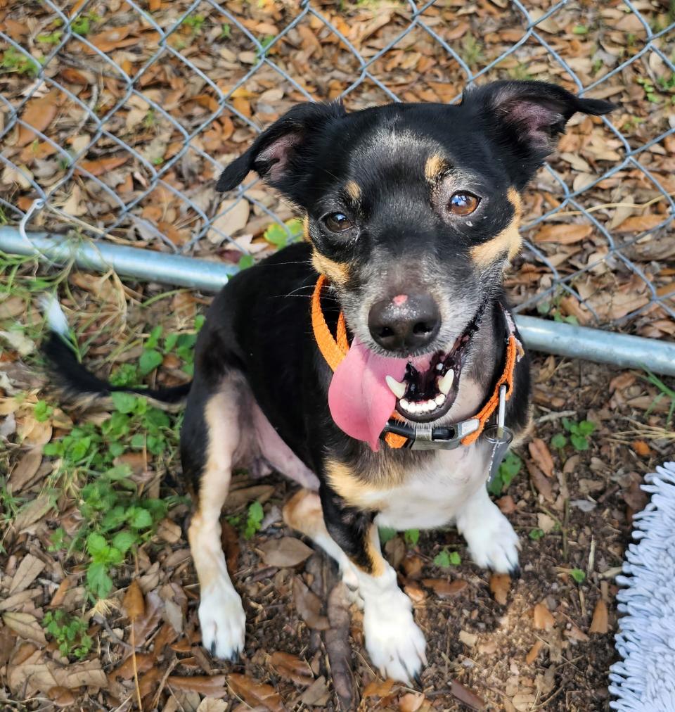 Diamond is a 4-year-old chihuahua who’s searching for a forever family. One of his humans passed away recently, and the partner is moving and cannot take him along. Once Diamond warms up to you, he can hold up his end of a conversation as you cuddle on the couch and watch his favorite flick, "Diamonds are Forever.” He’s great on a leash and can get along with both cats and dogs. So make an appointment to meet Diamond at www.spcaflorida.org/appointment.