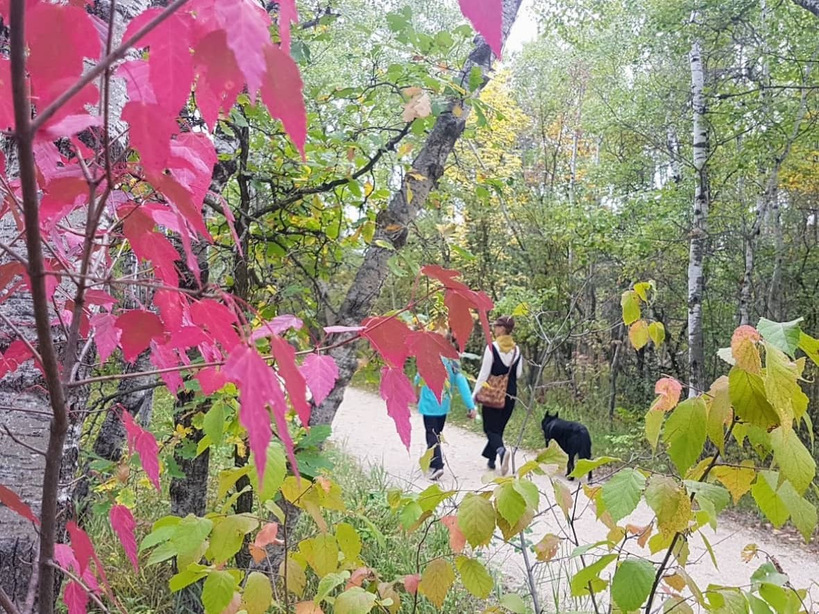 Many of the 18 kilometres of trails that now exist in Winnipeg's Assiniboine Forest follow the old road cuts from a neighbourhood once planned out but never developed. (Darren Bernhardt/CBC - image credit)