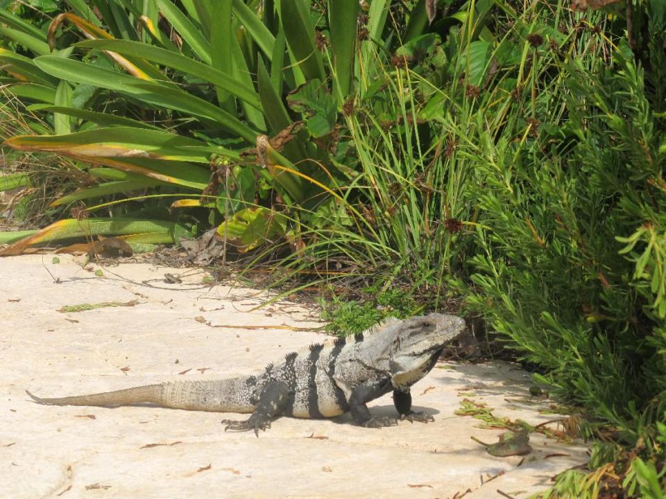 This November 2012 photo shows an iguana basking in the sun on the Mexican island of Isla Mujeres. The lizards are a common sight on the island, especially at the southernmost tip, known as Punta Sur. Isla Mujeres, or Island of Women, is a tiny 5-mile-long, half-mile wide island just a half-hour's ferry ride across from Cancun, with far fewer visitors and a much calmer, romantic atmosphere. (AP Photo/Amanda Lee Myers)