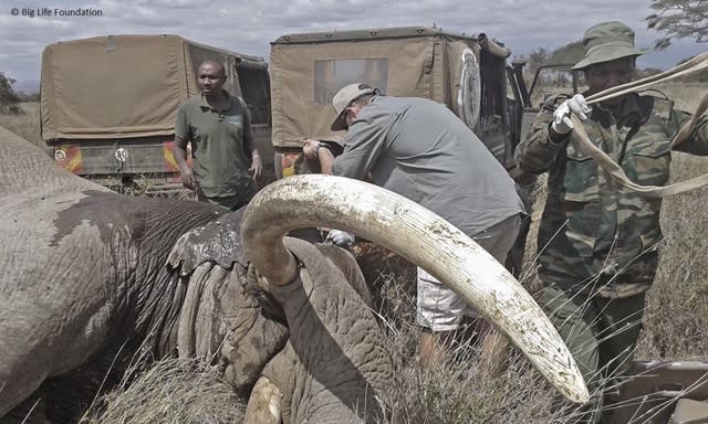 Elephant with spear in ear seeks treatment