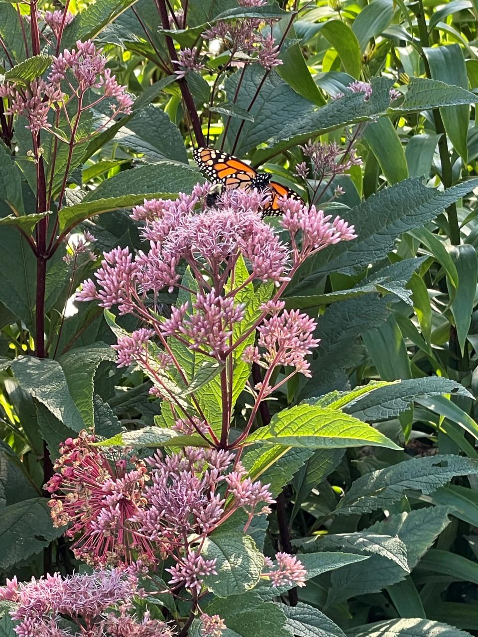 Joe Pye Weed