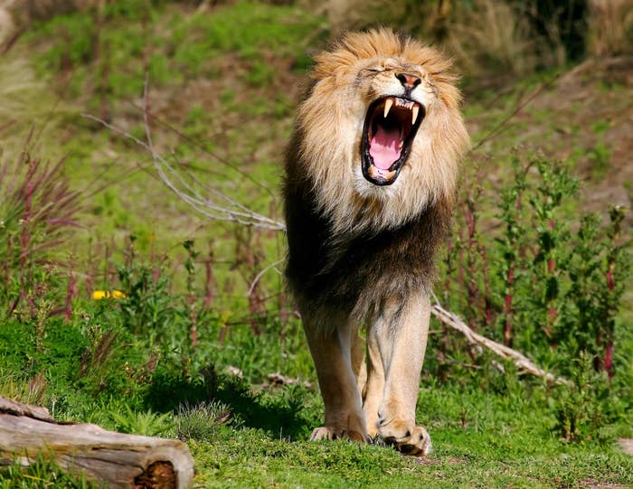 Male lion roaring