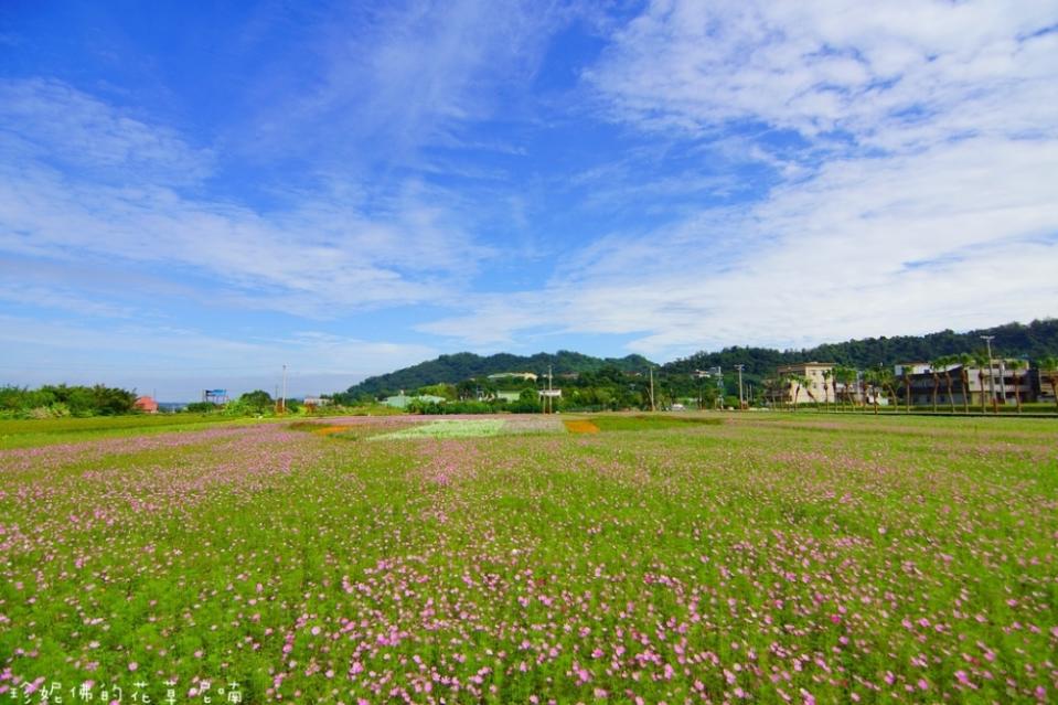 【2016桃園花彩節大溪場】百頃花田繽紛綻放！2016/11/12~2016/11/20