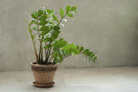 Esta planta de hojas brillantes y tallos de color verde oscuro puede sobrevivir varios meses sin riego. La zamioculca solo necesita agua de forma más frecuente es caso de recibir mucha luz. (Foto: Getty Images).