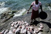 A woman cuts and cleans Nile Perch. Despite on and off tensions between Uganda and Kenya over the island, Migingo's residents generally just go about their business